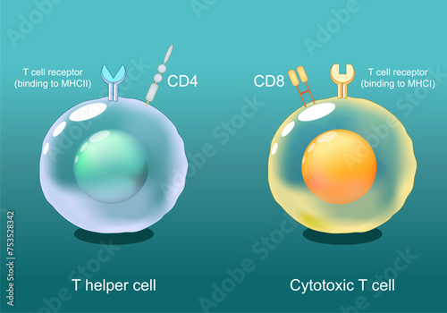 Helper T cells and Cytotoxic T-cells. CD8 and CD4 lymphocytes photo