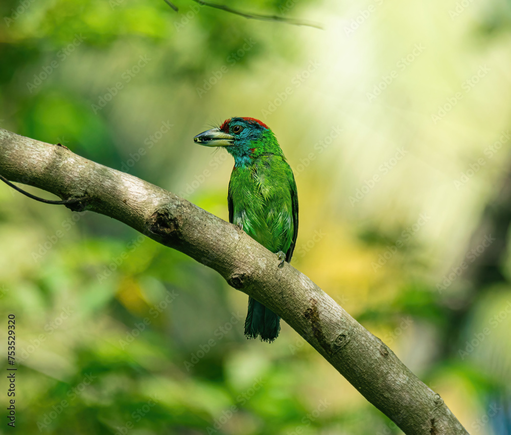 Blue-throated barbet