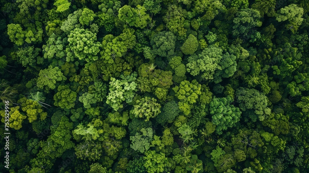 Aerial view of a lush forest, natural and dense