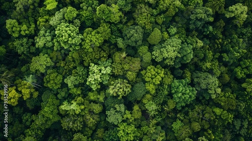 Aerial view of a lush forest, natural and dense © furyon
