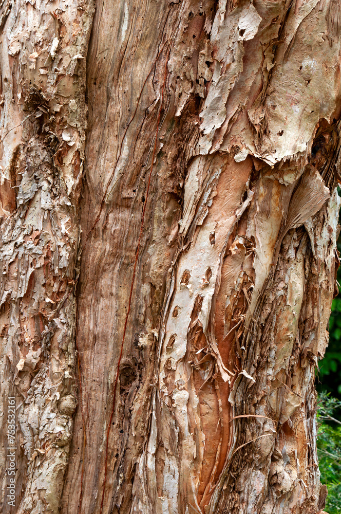 Φωτογραφία Sydney Australia, closeup of tree truck of a flax-leaved paperbark tree