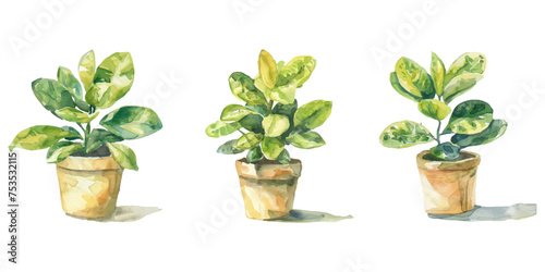 Plants planted in watercolor pots on white background