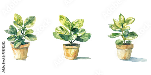 Plants planted in watercolor pots on white background