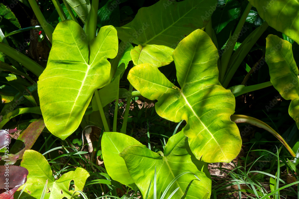Φωτογραφία Sydney Australia, leaves of a  xanthosoma sagittifolium or golden arrowleaf elep