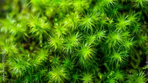 Fuzzy moss texture, soft and lush