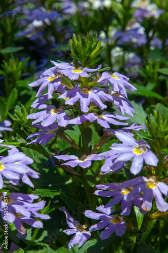 Sydney Australia, mauve and pink flowers of  the Scaevola 'Fairy Blue' groundcover