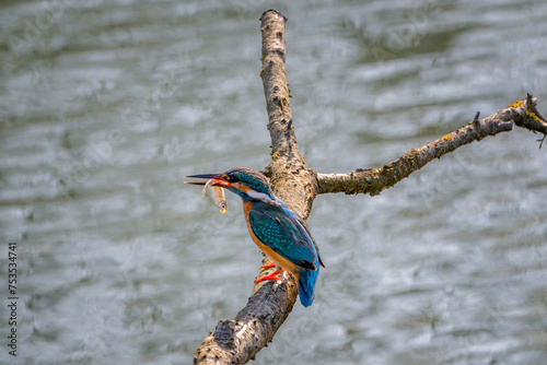 Common kingfisher (Alcedo atthis) or Eurasian kingfisher or river kingfisher with a small fish on a natural perch at Valle Cavanata nature reserve, Fossalon di Grado, Friuli Venezia Giulia, Italy. photo