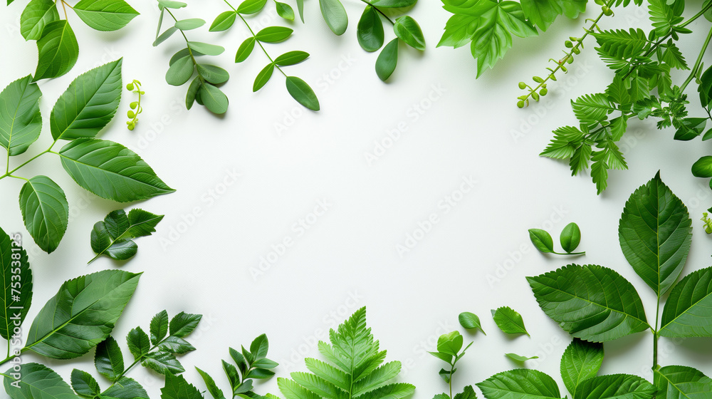 Fresh sprig of green leaves  isolated on white color background, copy space.