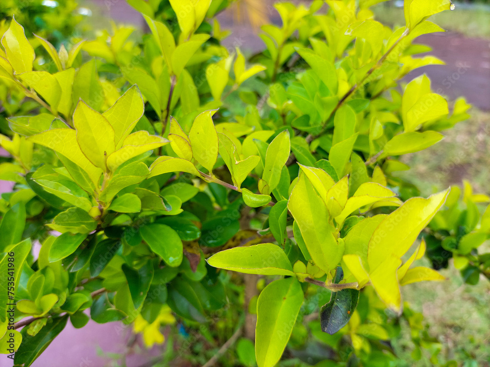 Obraz premium Selective focus. Duranta erecta is a kind of ornamental shrub that is usually used as a fence or border plant in Indonesia.