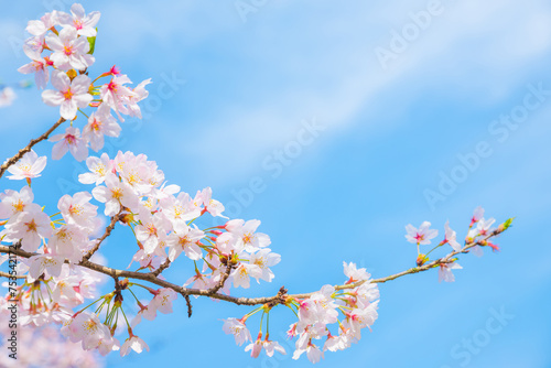 満開の桜の花と青空とコピースペース