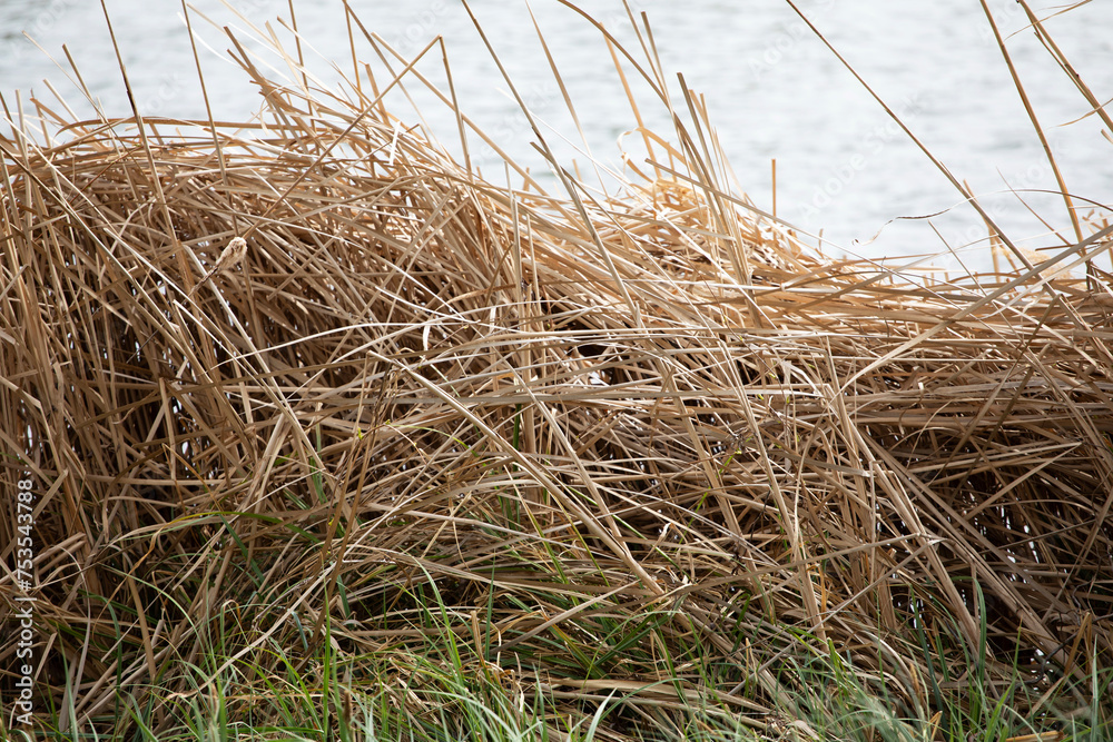 Fototapeta premium Dry wild grass on the edge of a lake in autumn, yellow dried straws of wild herbs