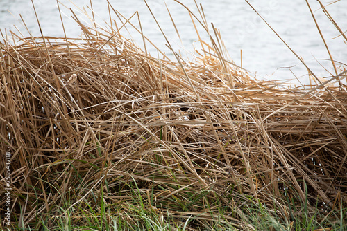 Dry wild grass on the edge of a lake in autumn, yellow dried straws of wild herbs