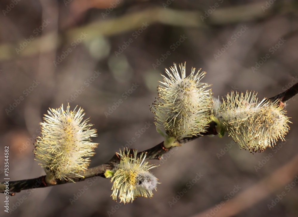 blooming willow tree with catkins and pollen at spring