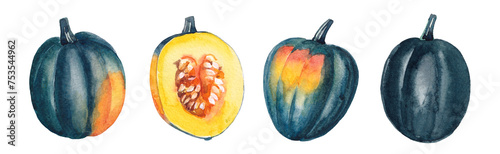 Black Acorn Squash Watercolor Illustration isolated on white background. Hand drawing of winter veggies. photo