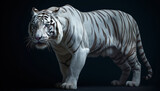 Albino tiger, wild cat, white tiger at black background, detailed close-up, animal portrait, endangered species, rare