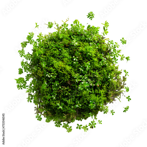 Scattered Green Moss on Transparent Background, Top View
