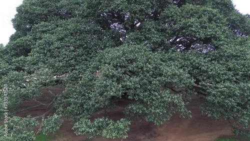 Drone view of a Banyan Tree photo
