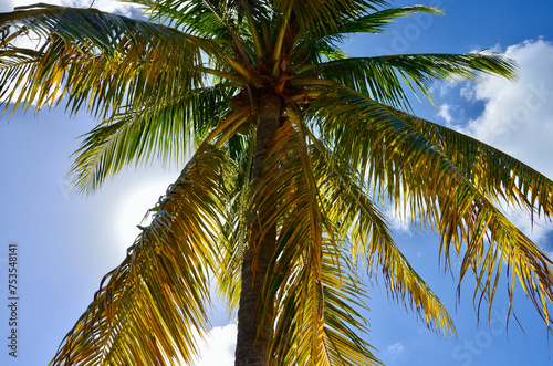 Green palm tree against blue sky and white clouds, looking up, low point of view