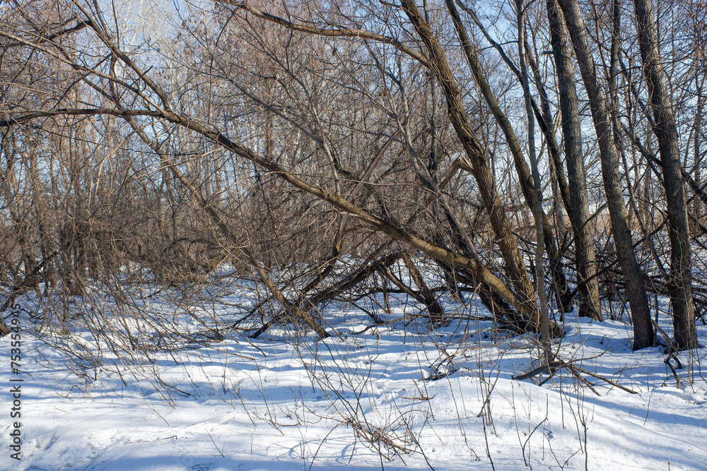 Nature in winter tree branches cover winter country road Nature in winter tree branches cover winter country road