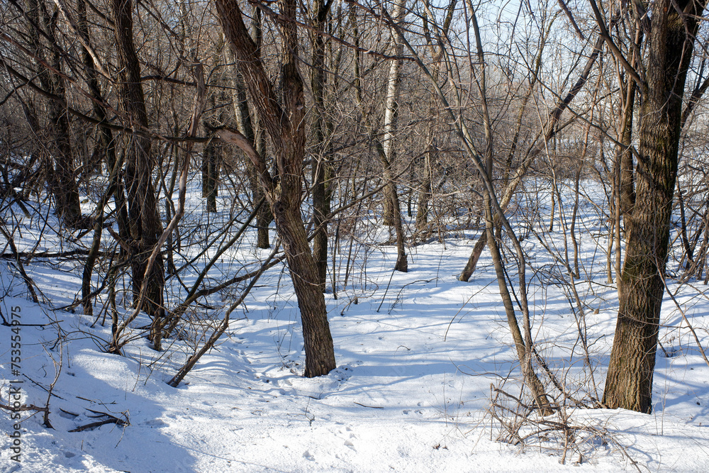 Nature in winter tree branches cover winter country road Nature in winter tree branches cover winter country road