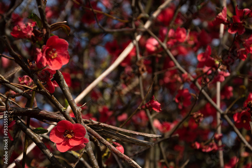 Red color in nature. Japanese quince (Chaenomeles) bush blossoming with red flowers. Spring floral background. Closeup. Selective focus and blur.