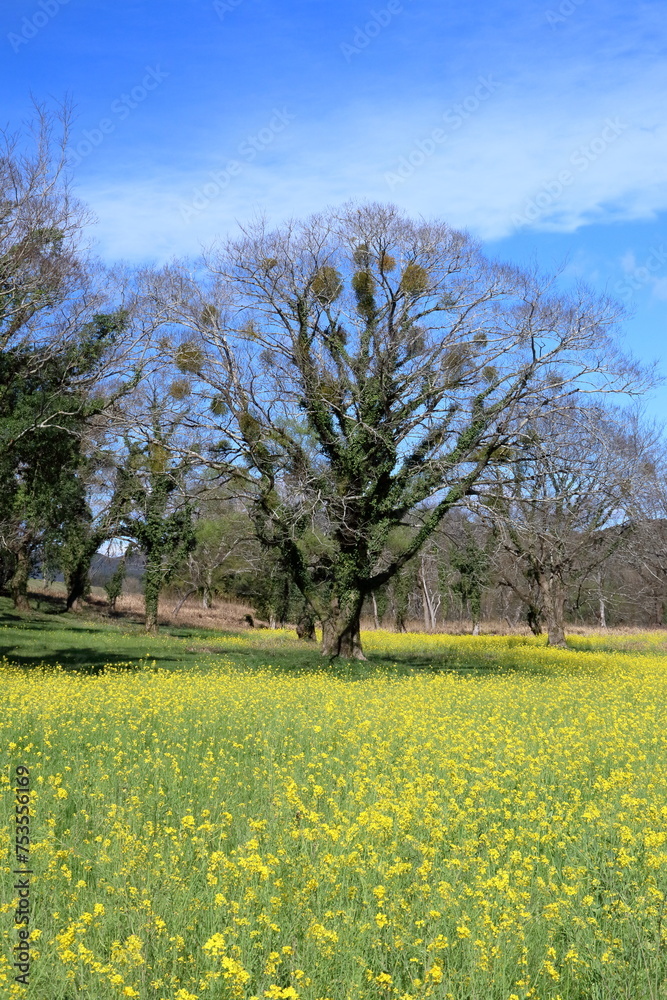 ヤナギと菜の花　（高知県　四万十市　入田ヤナギ林）