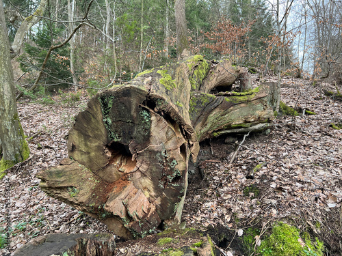 Rotted tree