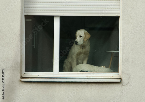 Canvas Print Sitting lonely golden retriever dog looking away for its master through a window in an apartment