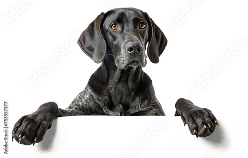 German Shorthaired pointer with paws on placeholder area on transparent background