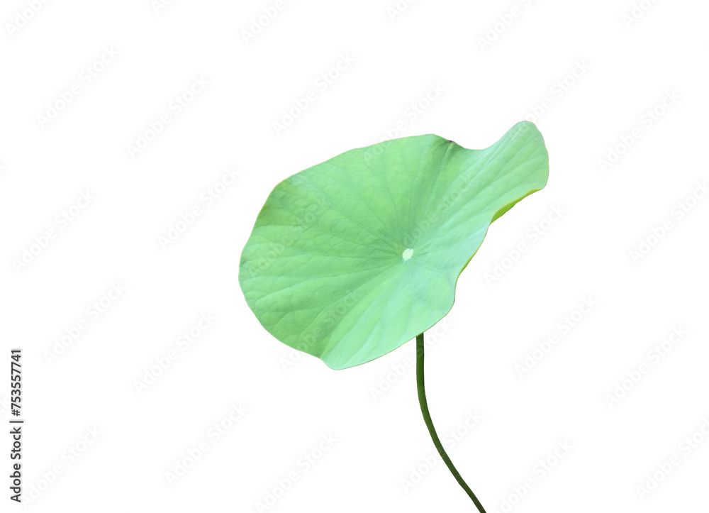 Fototapeta premium Isolated waterlily or lotus leaf with clipping paths.