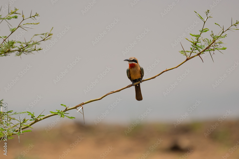 Fototapeta premium White fronted Bee Eater bird, sitting on branch lwith beak open, ooking left, Kruger National Park. South Africa