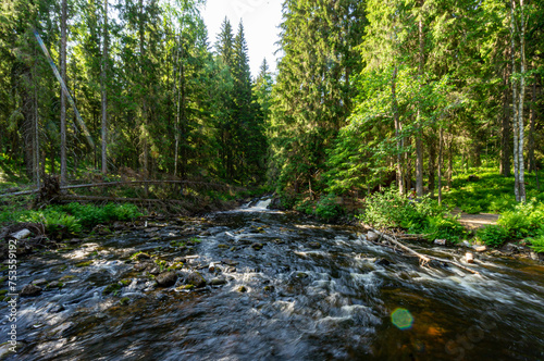 A variety of summer forest landscapes with rivers.