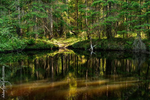 A variety of summer forest landscapes with rivers.