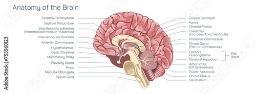 The brain anatomy vector illustration, contained in and protected by the skull and suspended in cerebrospinal fluid, is one of the most important and complex organs in the body.  photo