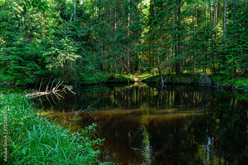 A variety of summer forest landscapes with rivers. A variety of summer forest landscapes with rivers.