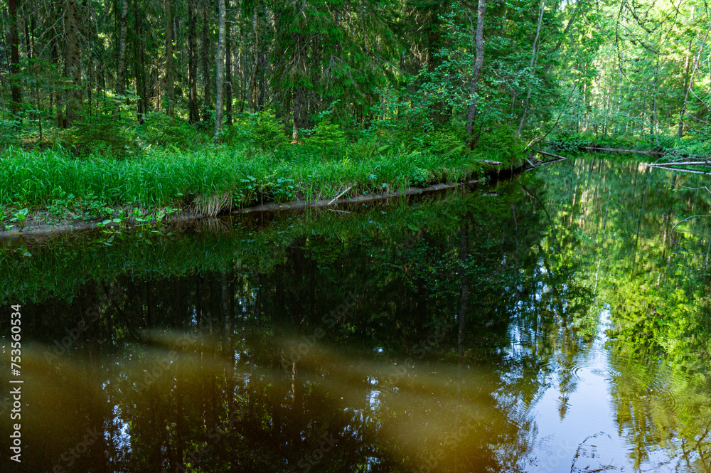 Fototapeta premium A variety of summer forest landscapes with rivers.