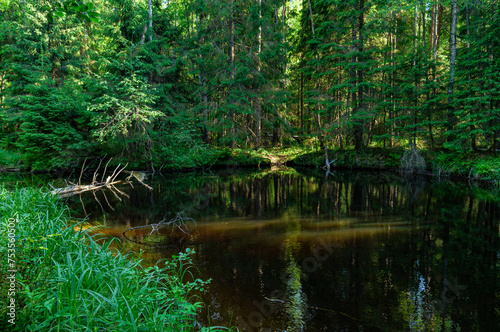 A variety of summer forest landscapes with rivers.