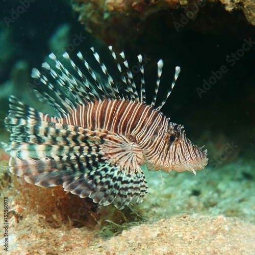 the distinctive fins and striped on a lion fish