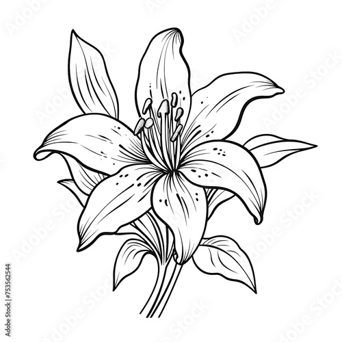 white lily flower png