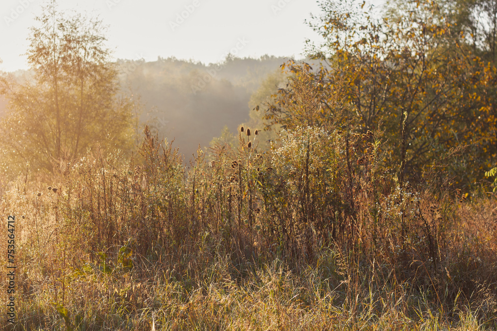 A tranquil awakening of nature where the soft morning light gently illuminates the dew-kissed grass and trees, casting an ethereal glow that signifies the break of dawn and instills a sense of peace