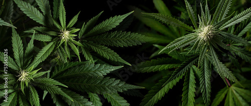 Banner background marijuana plants on black background photo
