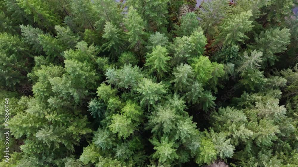 Pacific Northwest Bird's Eye view of Evergreen tree tops revealing creek in forest in Washington State. Pacific Northwest Bird's Eye view of Evergreen tree tops revealing creek in forest in Washington State.