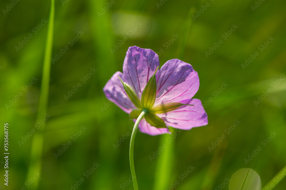 One purple and pink flower of a wild geranium (Geranium palustre) forest in the grass. One purple and pink flower of a wild geranium (Geranium palustre) forest in the grass.