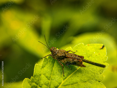 Insect on Macro photography  © Tamin