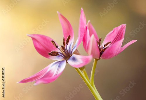 Wiosenne kwiaty. Tulipany botaniczne Little Beauty. Tapeta, dekoracja. 
