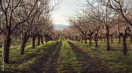 Peach orchard in bloom in spring time 