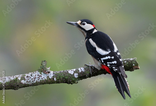 Male great spotted woodpecker (Dendrocopos major) perched on a rotten branch. Colorful woodpecker looking at the camera in the forest with natural environment. Wild bird in nature background image.