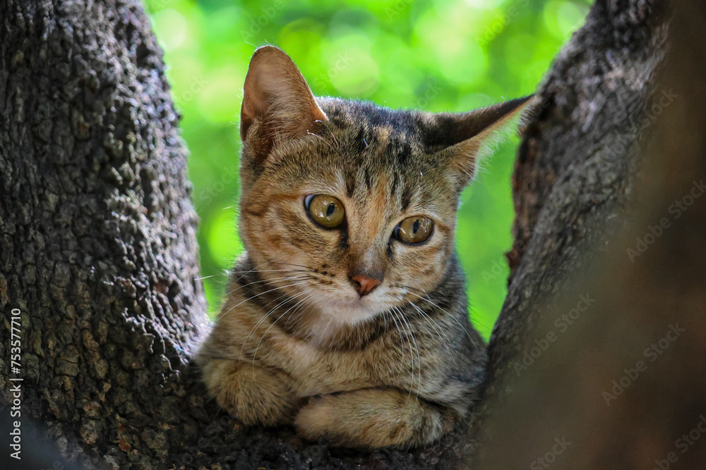 Selective Focus Torbie Kitten Beautiful patterns are on the tamarind tree. The eyes are cute. Selective Focus Torbie Kitten Beautiful patterns are on the tamarind tree. The eyes are cute.