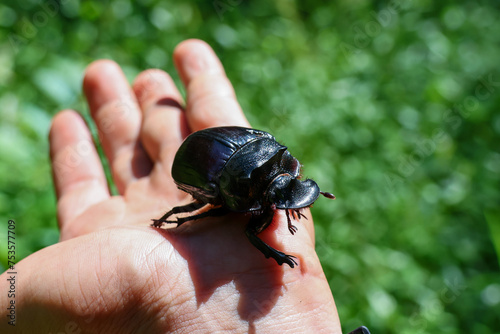 selective focus, a large black dung beetle in hand close up dung beetle can be seen with its eyes showing cute and beautiful surface patterns. natural background photo