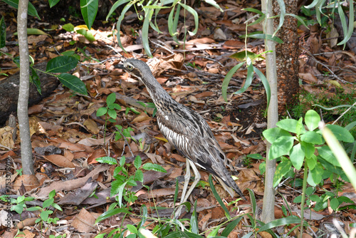 Le courlis australien, appelé Bush stone-curlew (Burhinus grallarius), qui déambule sur ses longues pattes le long d'une zone boisée. photo